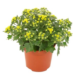 Gelbe Silberrand-Chrysantheme (Ajania) im Topf, Blätter mit weißem Rand.