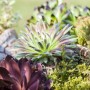 OBI Hauswurz 6er-Pack: Winterharte Sempervivum-Rosetten in verschiedenen Farben.