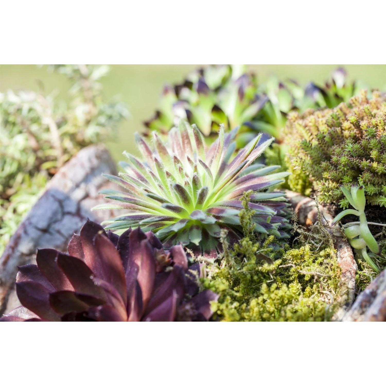 OBI Hauswurz 6er-Pack: Winterharte Sempervivum-Rosetten in verschiedenen Farben.
