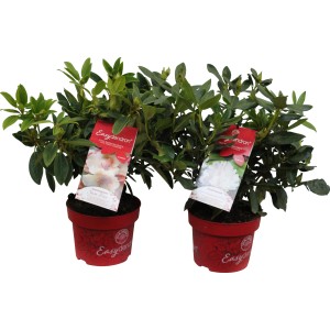 Zwei Rhododendron Inkarho Easydendron im 5 l Topf, ca. 30-40 cm hoch.
