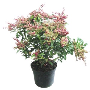 Schattenglöckchen 'Passion Rosa' im Topf, ca. 20cm hoch, mit rosa Blüten.