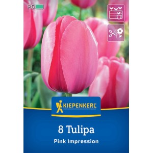 Kiepenkerl Darwin-Hybrid-Tulpe Pink Impression, 8 Stück. Rosa Tulpenblüten im Beet.