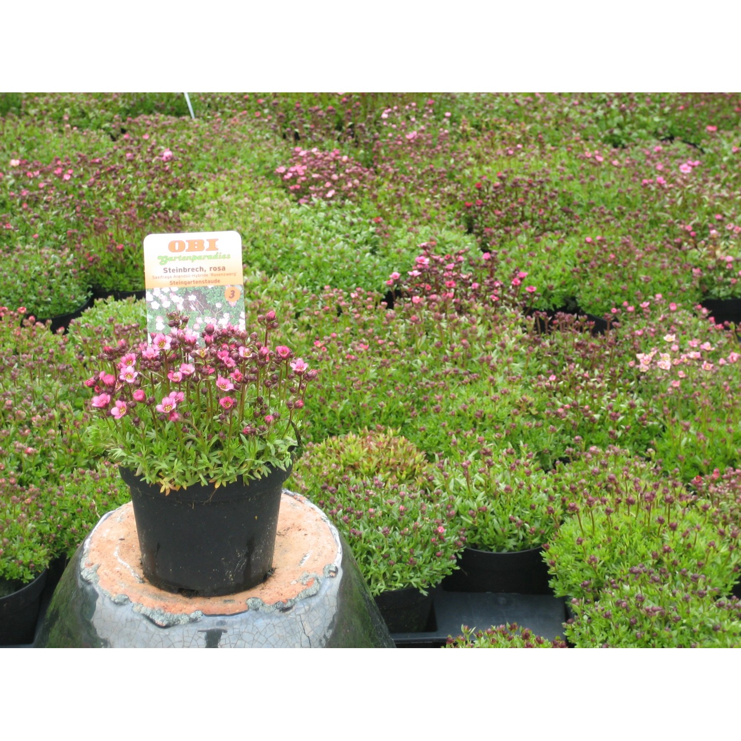 Moossteinbrech Rosenzwerg Rosa im Topf, eine blühende Staude für Beet und Gruppenbepflanzung.