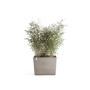 Ecopots Pflanztopf Paris Rollen Braungrau 85 cm x 40 cm x 65 cm_2