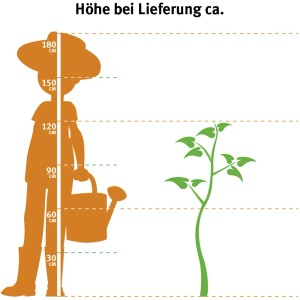 Größenvergleich: Süßkirsche Kordia (ca. 100-120cm) neben Person mit Gießkanne. GROW by OBI Kirschbaum.