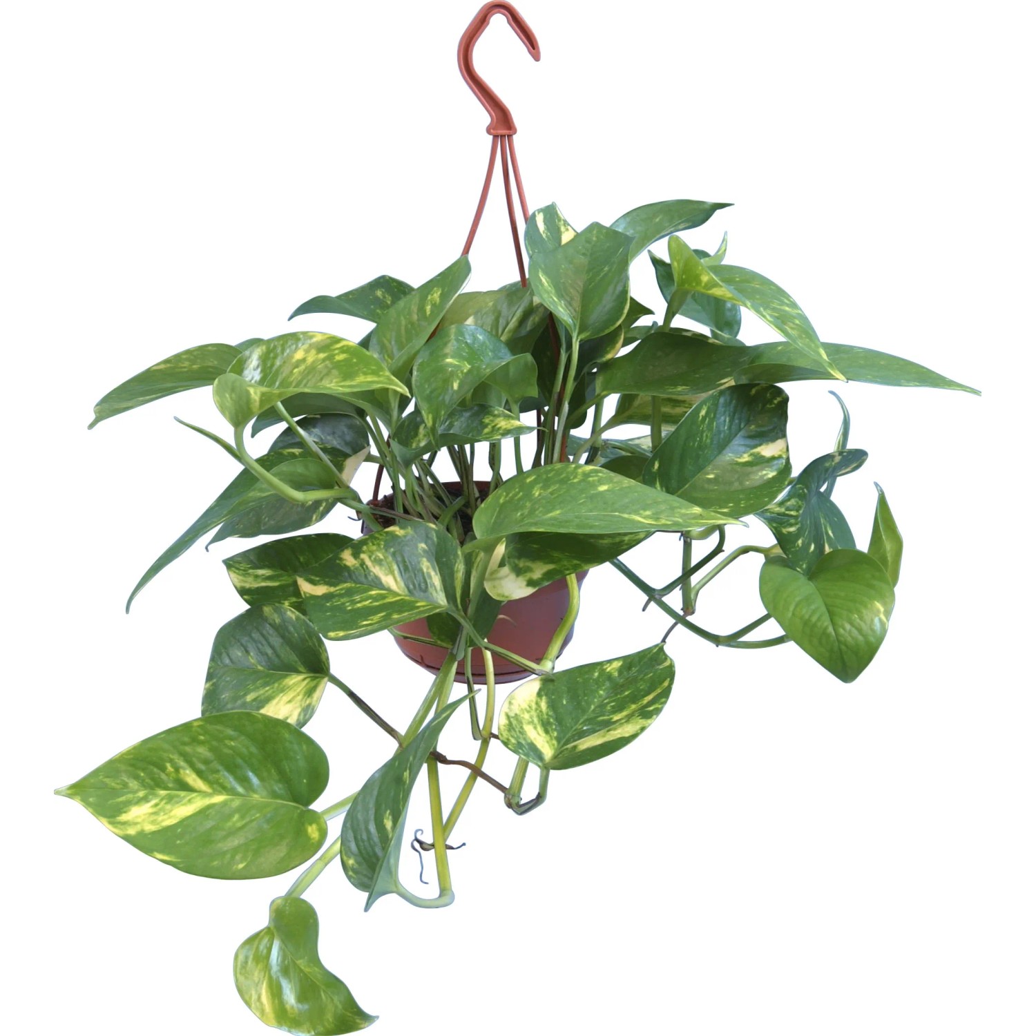 Efeutute "Aureum" Ampel Topf- ca. 15 cm kaufen bei OBI
