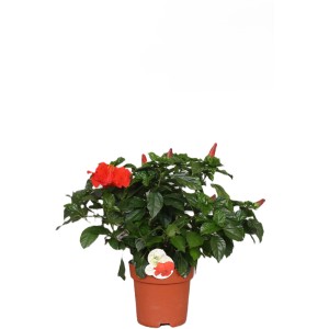 Hibiscus Fiori im Topf, rote Blüte. Blühende Kübelpflanze für Balkon und Terrasse.