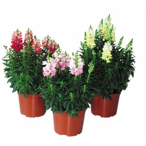 Löwenmäulchen im Topf, verschiedene Farben. Beetpflanze von GROW by OBI.