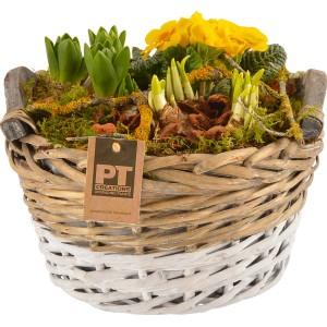 Frühlingsblüher Arrangement im Korb (Ø 25cm) für Balkon & Terrasse.