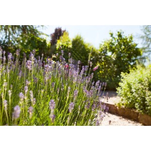 Blühender Lavendel 'Felice' im Garten, Topfgröße ca. 10,5 cm.