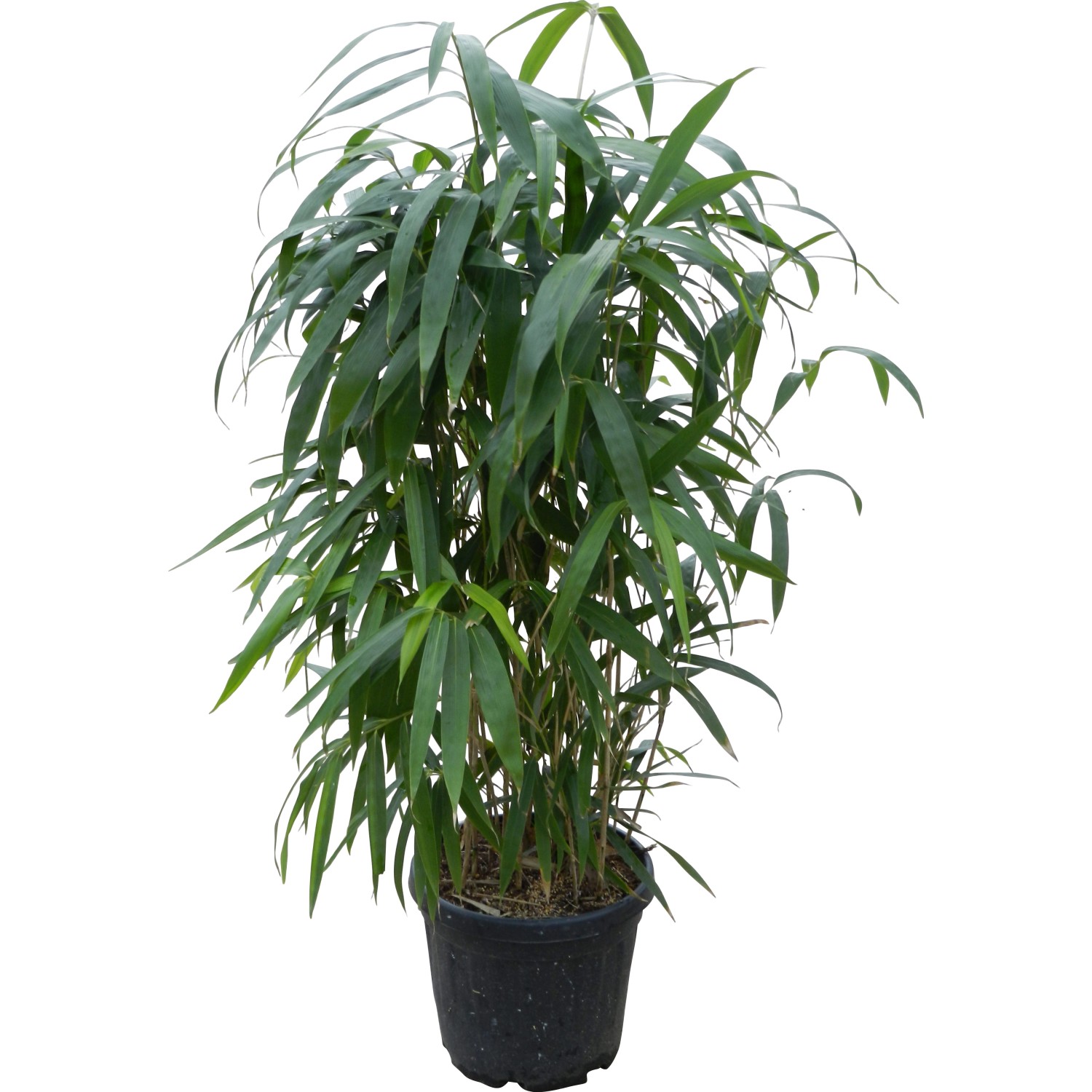 GROW by OBI PfeilBambus TopfØ ca. 26 cm Arundinaria kaufen bei OBI