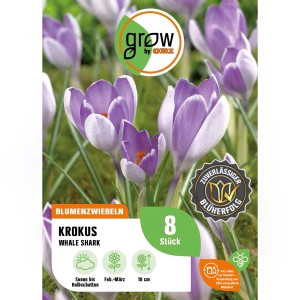 Krokus 'Whale Shark' von GROW by OBI, 8 Stück, blau-weiße Blüten, ideal für Beet und Balkon.