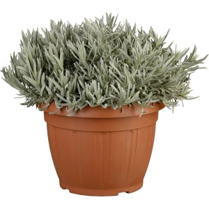 Lavendel "Hidcote Blue" Topf-Ø ca. 25 cm Lavandula