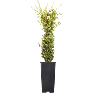 GROW by OBI Bio Cranberry im Topf, ca. 10-20 cm hoch. Vitaminreiche Beeren für Saft und Marmelade.