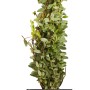 GROW by OBI Bio Cranberry im Topf, ca. 10-20 cm hoch. Vitaminreiche Beeren für Saft und Marmelade.