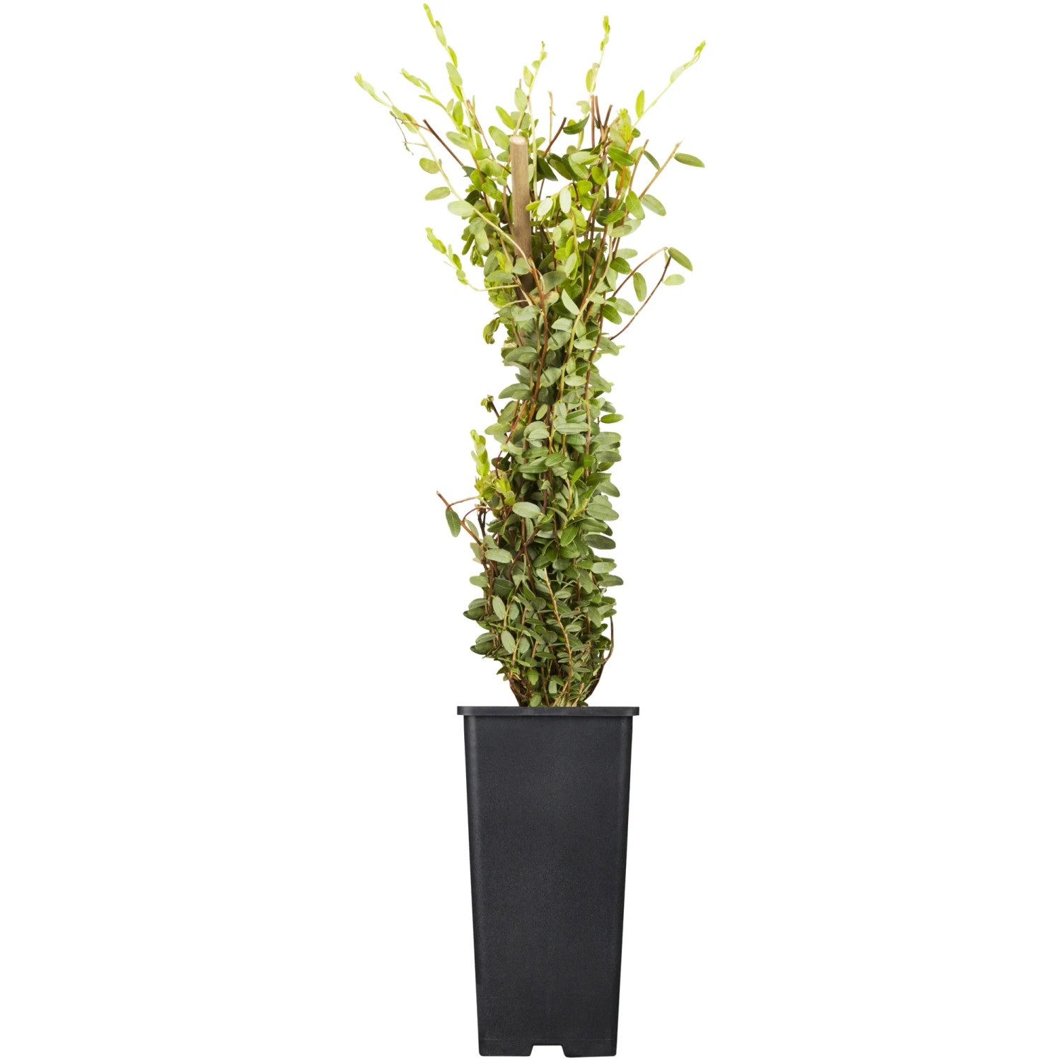 GROW by OBI Bio Cranberry im Topf, ca. 10-20 cm hoch. Vitaminreiche Beeren für Saft und Marmelade.