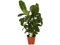 Zimmerpflanzen online kaufen bei OBI OBI.at