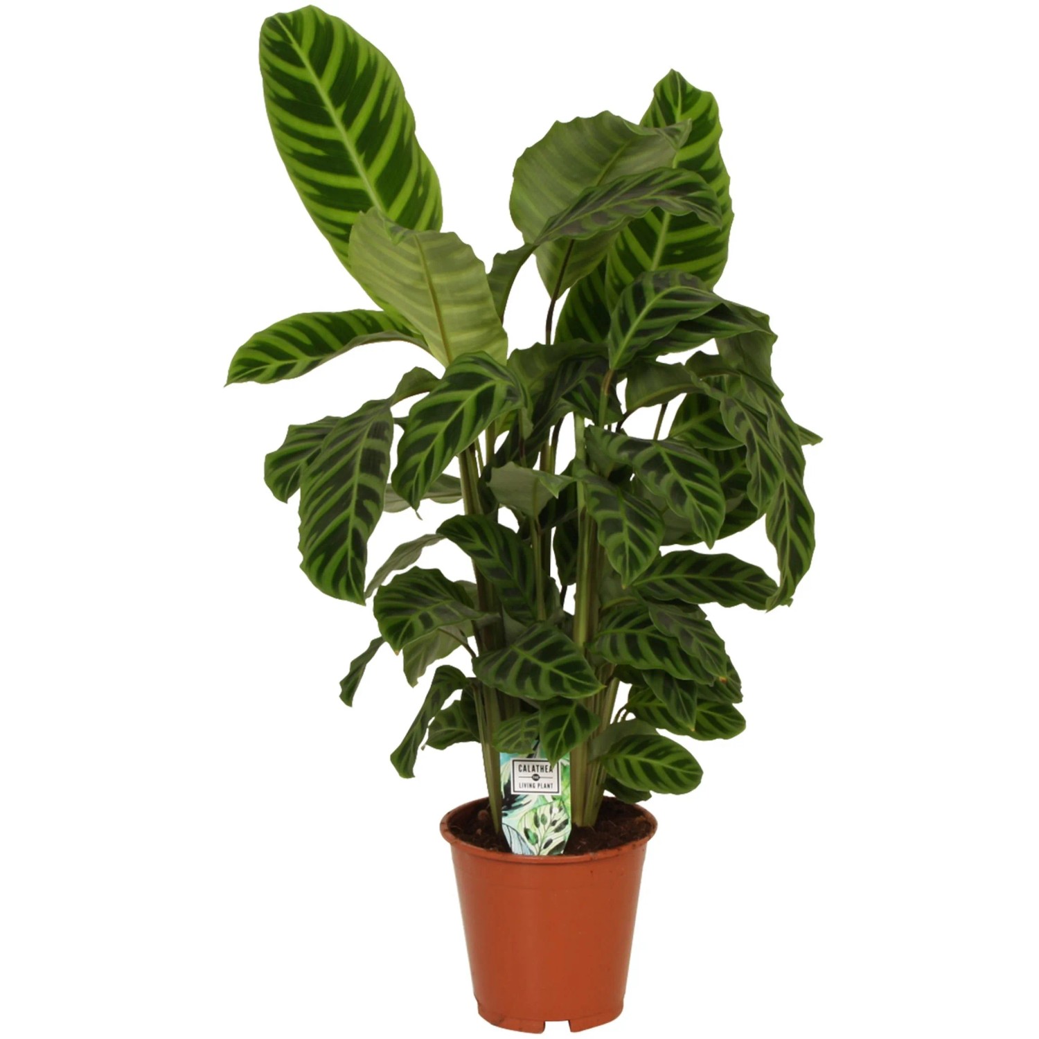 a dracaena Dracaena fragrans 'Burley' – Wide-Leaf Corn Plant