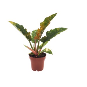 Baumfreund Ring of Fire im Topf, Blattschmuckpflanze mit grün-orangefarbenen Blättern.