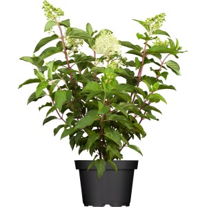 Rispenhortensie "Living Creations" Höhe ca. 30 - 40 cm Topf ca. 7,5 l