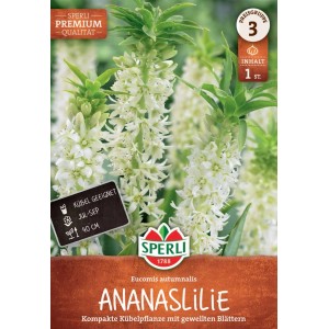 Sperli Gewellte Ananaslilie: Zwiebelpflanze mit weißen Blüten, geeignet für Kübel.