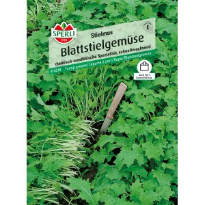 Sperli Stielmus Blattstielgemüse, schnellwachsend, für Gewächshaus geeignet.