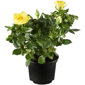 Gelbe Beetrose im Topf (ca. 20-30 cm hoch). Ideal für Beet und Kübel.