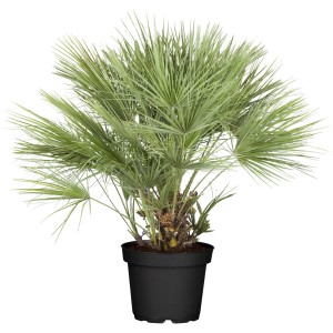 Zwergpalme (Chamaerops humilis) im Topf, ca. 60-80 cm hoch, Kübelpflanze für Balkon und Terrasse.
