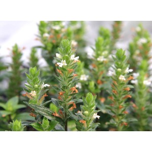 Aquariumpflanze Staurogyne Repens mit grünen Blättern und kleinen weißen Blüten.