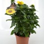 GROW by OBI Stauden-Sonnenblume im Topf, ca. 28cm hoch.