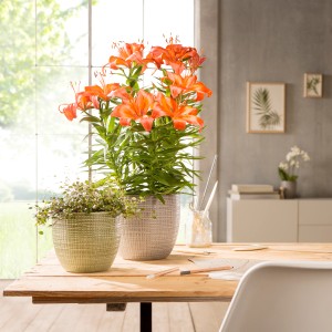 Scheurich Übertopf 866 Ø 16 cm Pimienta mit Lilien und grüner Pflanze auf Tisch.