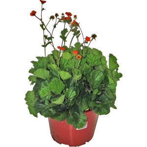 Nelkenwurz (Geum) im Topf, orangefarbene Blüten und grüne Blätter. GROW by OBI.