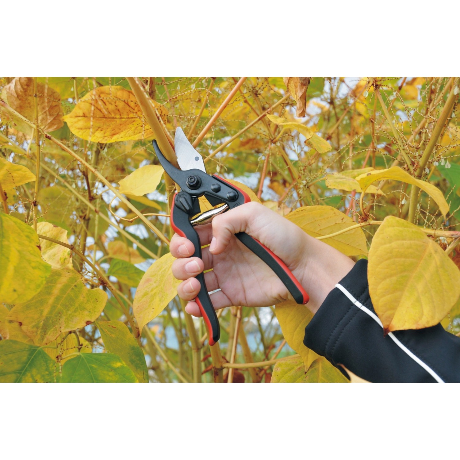 Felco Gartenschere 160L in Aktion: Hand schneidet Pflanze. Ideal für kleine Hände.