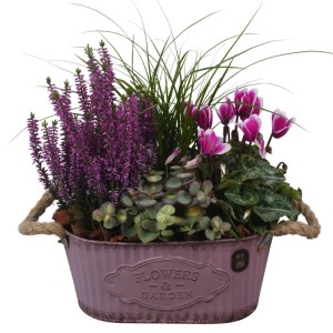 Herbstliches Arrangement in ovaler Metallschale mit Heide, Segge, Fetthenne und Alpenveilchen, Ø 24 cm.