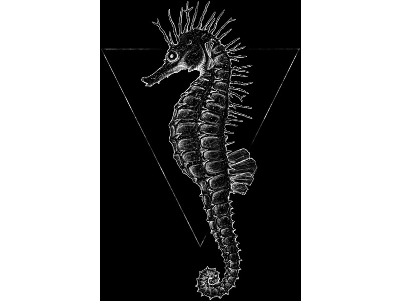 Komar Wandbild Sea Horse Black 30 x 40 cm kaufen bei OBI | Poster