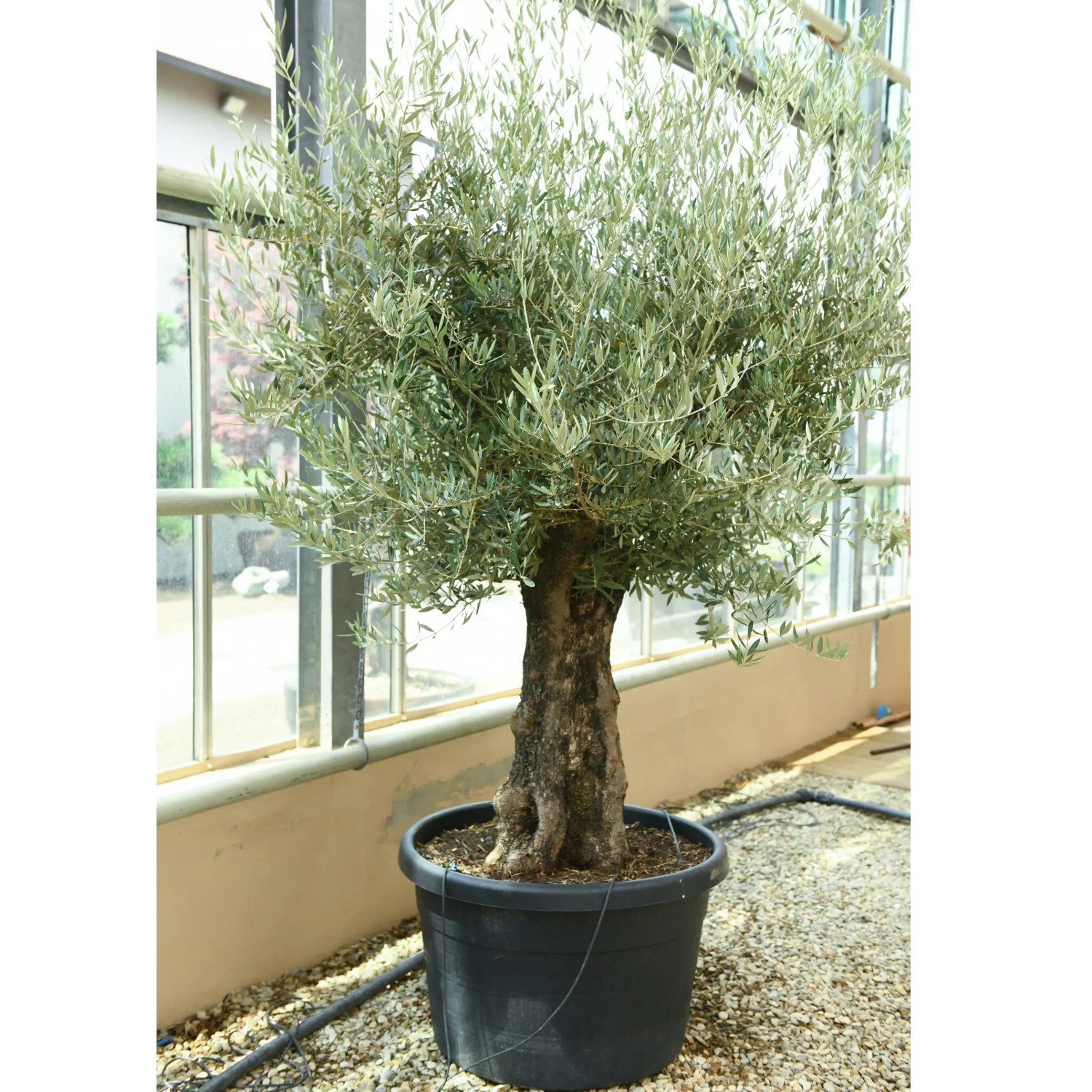GROW by OBI Olivenbaum Hhe ca. 150 -175 cm Topf ca. 170 l Olea europea  kaufen bei OBI