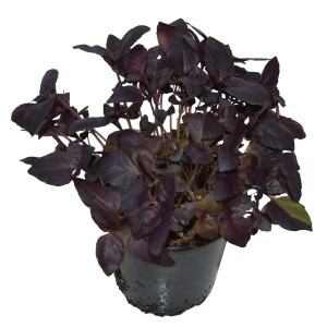 OBI Basilikum Rot im Topf, Ocimum basilikum mit roten Blättern.