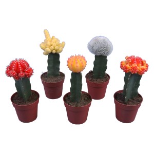 Verschiedenfarbige Kakteen im Topf, Ø 8,5 cm. Dekorative Zimmerpflanzen, pflegeleicht und exotisch.