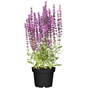 Zier-Salbei 'Marvel Roze' im Topf, rosa Blütenähren, ca. 13 cm Topf-Ø.
