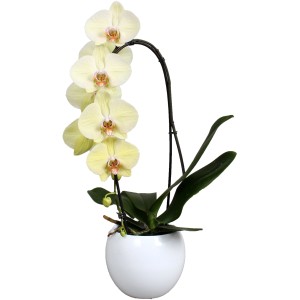 Schmetterlingsorchidee 1-Trieber Gelb im weißen Keramik-Gefäß Topf-Ø ca. 12 cm
