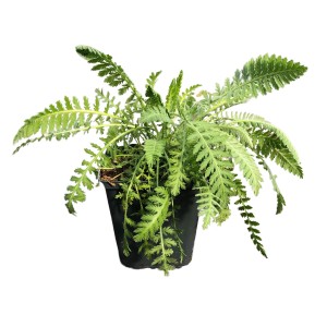 Hohe Gold-Garbe im Topf (Ø 9cm). Gelbe Achillea Staude für Beet und Kübel.