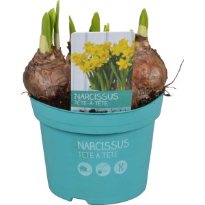 Narzisse 'Teté a Teté' im Topf, gelbe Frühlingsblume für Balkon und Garten.