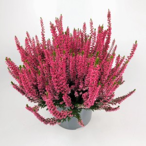 Besenheide Calluna vulgaris XL im Topf, rosa Blüten. Winterharte Erika für Beet und Balkon.