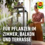 Frau gießt Pflanze mit Compo Blumendünger. Ideal für Zimmer-, Balkon- und Terrassenpflanzen.