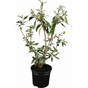 OBI Zwerg-Sommerflieder "Buzz" Weiß Höhe ca. 20 - 40 cm Topf ca. 3 l Buddleja