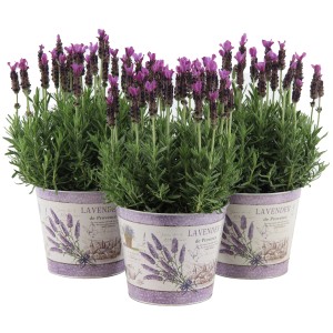 OBI Lavendel "Anouk" im bedruckten Zinkgefäß Topf-Ø ca. 15 cm Lavandula stoechas