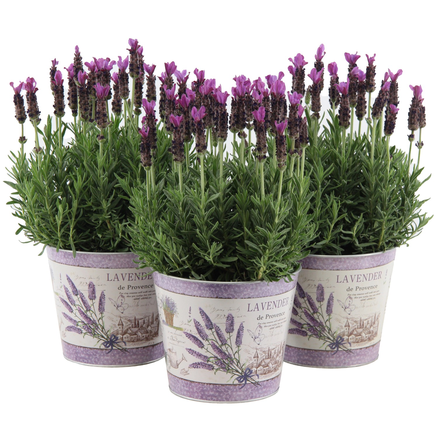 OBI Lavendel "Anouk" im bedruckten Zinkgefäß TopfØ ca. 15 cm Lavandula