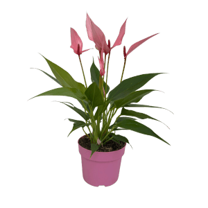 Zimmerpflanze Anthurie Lilli Rosa im pinken Topf, ca. 10,5 cm Topf-Ø.