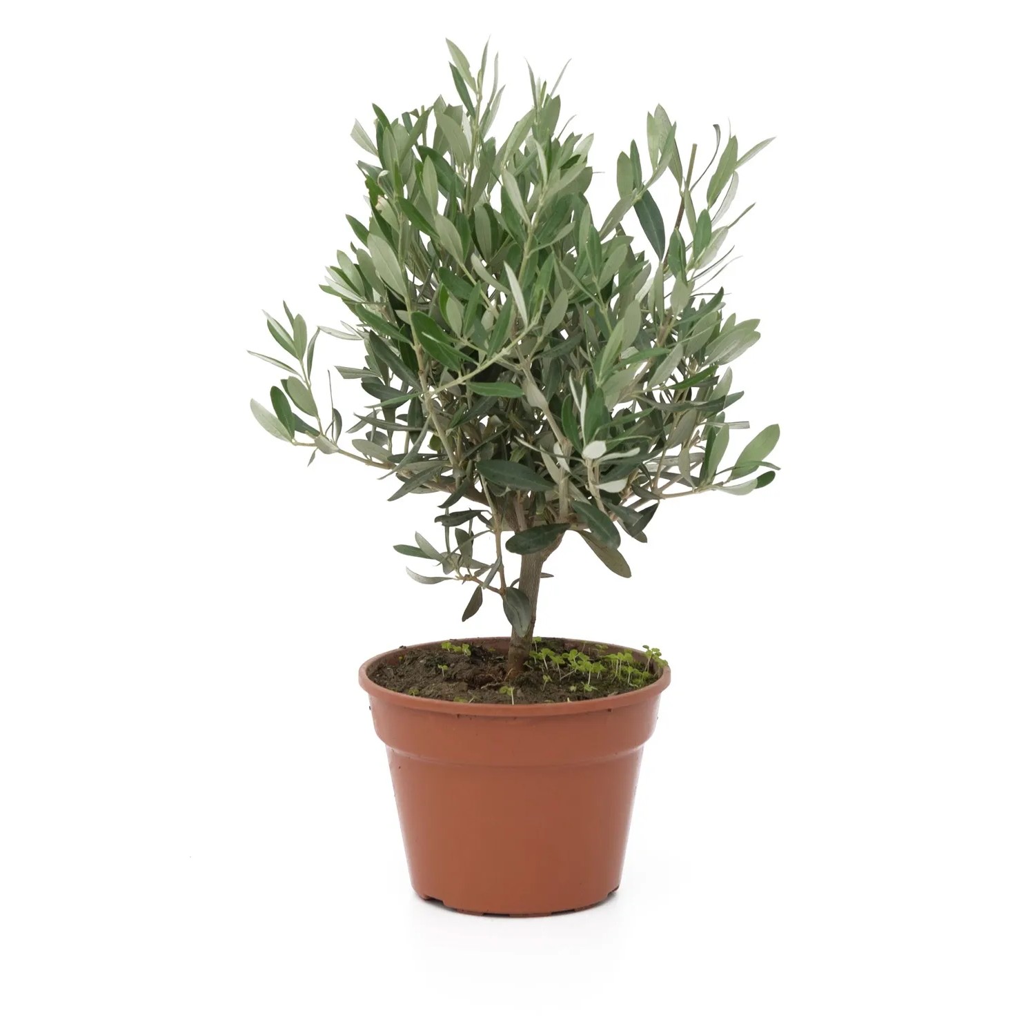 künstlicher olivenbaum 180 Künstlicher Olivenbaum 180 cm – Tannendiele BlumenGut Düsseldorf main image 1