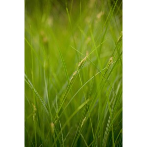 Detailaufnahme der Goldrand Segge (Carex brunnea) mit gelb-grünen Blättern und braunen Blüten.
